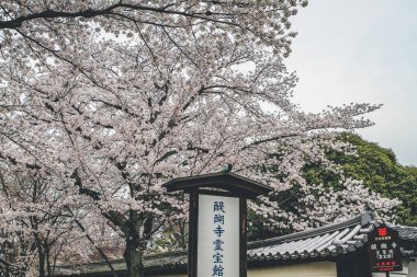 Kyoto 'daki Daigo ji Tapınağı' nın bahar manzarası, 10 Nisan 2012