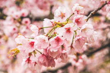 10 Nisan 2012 Kiraz çiçekleri Kyoto 'da Daigo Ji tapınaklarında