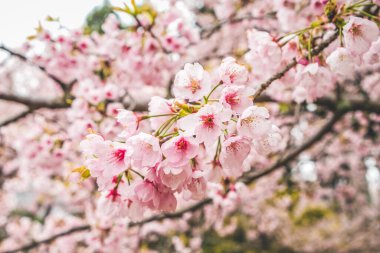 10 Nisan 2012 Kiraz çiçekleri Kyoto 'da Daigo Ji tapınaklarında