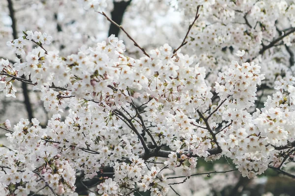 stock image Cherry blossoms at Site of Keage Incline in Kyoto, Japan.