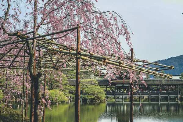 stock image 10 April 2012 Kyoto, Japan at Heian Shrine pond in the spring season.