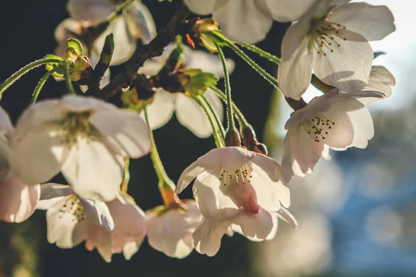 헤이안 식물원 벚나무 — 스톡 사진