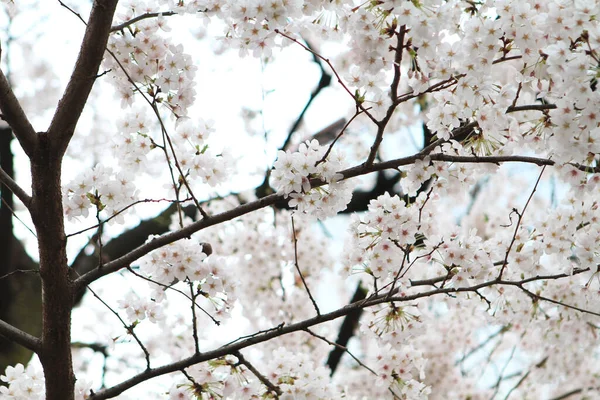 Primer Plano Flor Primavera Con Pájaro — Foto de Stock