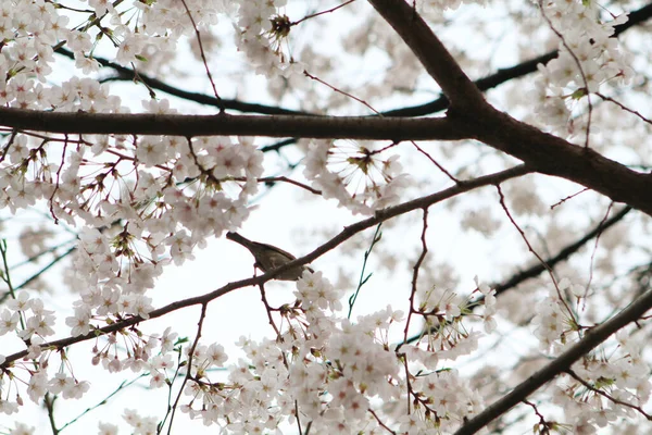 Kuşla Birlikte Bahar Çiçeğinin Kapanışı — Stok fotoğraf