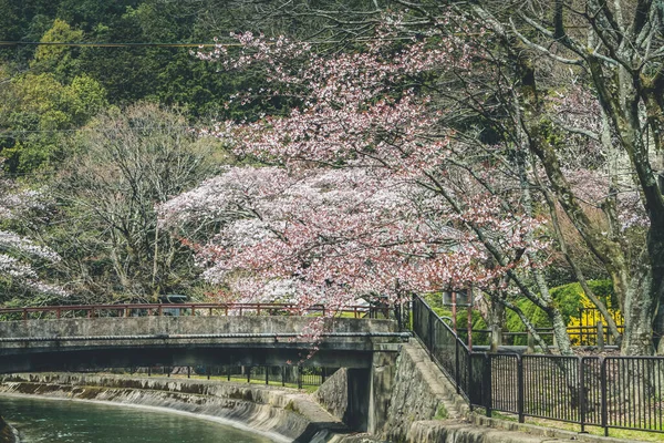 stock image Cherry blossom at Lake Biwa Canal Biwako Sosui in Yamashina,