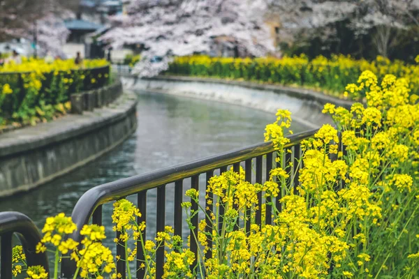 Yamashina Kanalı 'nda Sakura ve Tecavüz Tohumu Çiçekleri.