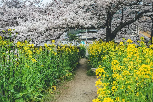 Цветы Сакуры Рапса Канале Ямашина — стоковое фото
