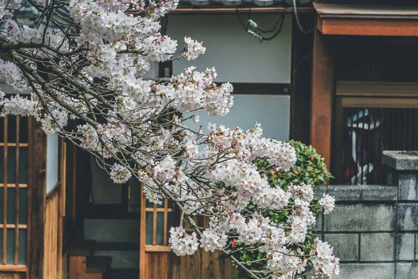 stock image Cherry blossom at Lake Biwa Canal Biwako Sosui in Yamashina,