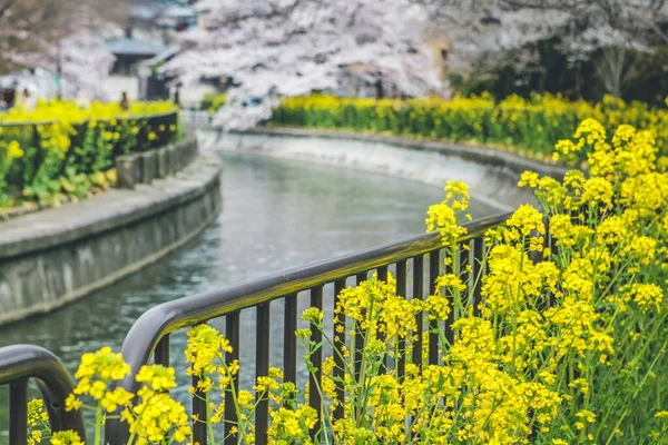 Yamashina Kanalı 'nda Sakura ve Tecavüz Tohumu Çiçekleri.