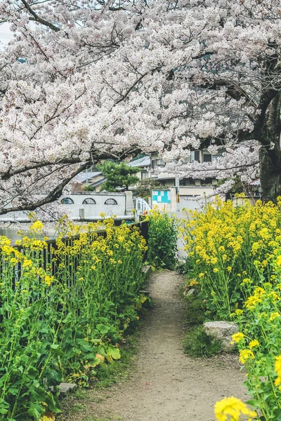 Yamashina Kanalı 'nda Sakura ve Tecavüz Tohumu Çiçekleri.