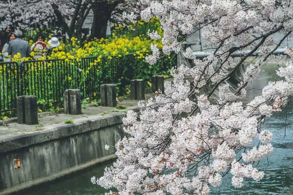 stock image Cherry blossom at Lake Biwa Canal Biwako Sosui in Yamashina,