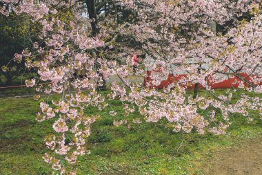 10 Nisan 2012 Kiraz çiçekleri Kyoto 'da Daigo Ji tapınaklarında