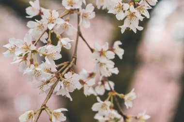 10 Nisan 2012 Kiraz çiçekleri Kyoto 'da Daigo Ji tapınaklarında