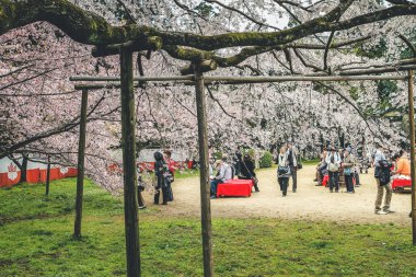 10 Nisan 2012 Kiraz çiçekleri Kyoto 'da Daigo Ji tapınaklarında