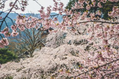 10 Nisan 2012 Kiraz çiçekleri Kyoto 'da Daigo Ji tapınaklarında