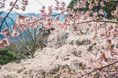 10 Nisan 2012 Kiraz çiçekleri Kyoto 'da Daigo Ji tapınaklarında