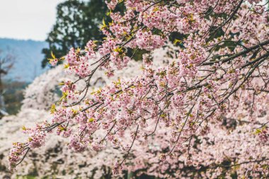 10 Nisan 2012 Kiraz çiçekleri Kyoto 'da Daigo Ji tapınaklarında