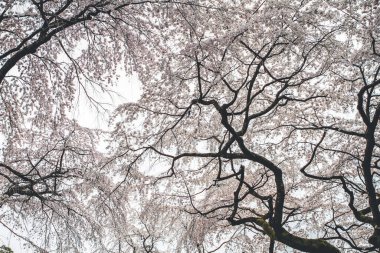 10 Nisan 2012 Kiraz çiçekleri Kyoto 'da Daigo Ji tapınaklarında