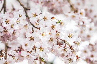 10 Nisan 2012 Kiraz çiçekleri Kyoto 'da Daigo Ji tapınaklarında
