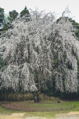 Daigo Ji tapınağındaki Kyoto 'da kiraz çiçekleri.,
