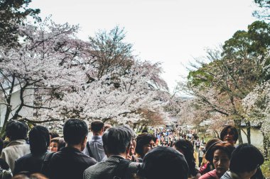 10 Nisan 2012 Sakura ağaçlı turistler Daigo ji bahçesinde