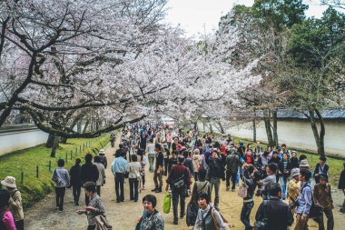 10 Nisan 2012 Sakura ağaçlı turistler Daigo ji bahçesinde