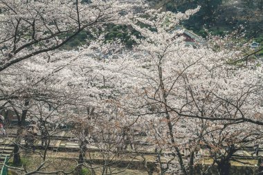 Japonya, Kyoto 'daki Keage Incline sitesinde kiraz çiçekleri.