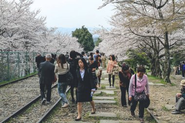 10 Nisan 2012 'de kiraz ağaçlarının altında terk edilmiş bir demiryolu.