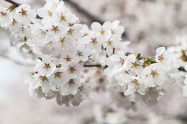 Japonya, Kyoto 'daki Keage Incline sitesinde kiraz çiçekleri.