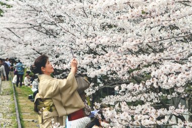 Geleneksel Kimono, Keage Incline 'de kiraz çiçekleri. 10 Nisan 2012