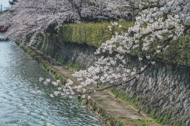 10 Nisan 2012 Heian Jingus Torii ve Okazaki Kanalı baharı