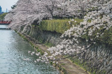 10 Nisan 2012 Heian Jingus Torii ve Okazaki Kanalı baharı