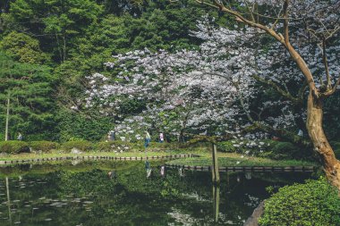 Japonya, Kyoto, Heian Tapınak Bahçeleri, kiraz ağacı