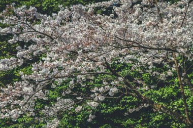 Japonya, Kyoto, Heian Tapınak Bahçeleri, kiraz ağacı