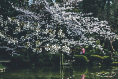 Japonya, Kyoto, Heian Tapınak Bahçeleri, kiraz ağacı