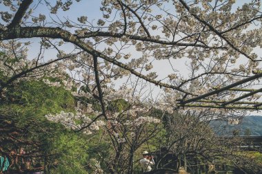 10 Nisan 2012 Kyoto, Japonya Bahar mevsiminde Heian Tapınağı göletinde.