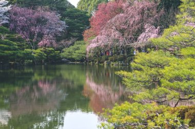 10 Nisan 2012 Kyoto, Japonya Bahar mevsiminde Heian Tapınağı göletinde.