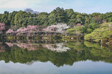 10 Nisan 2012 Kyoto, Japonya Baharı Heian Shrines gölet bahçesinde.