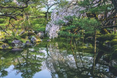 10 Nisan 2012 Kyoto, Japonya Baharı Heian Shrines gölet bahçesinde.