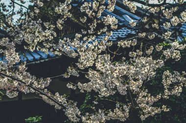 Bir Kyoto, Heian Tapınak Bahçeleri, kiraz ağacı