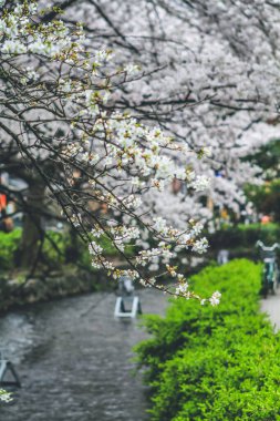 Japonya, Kyoto Takase nehri boyunca güzel kiraz çiçekleri 10 Nisan 2012