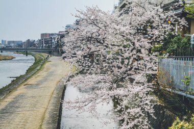 Kamo Gawa nehri boyunca güzel bir manzara 10 Nisan 2012