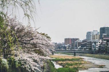Kamo Gawa nehri boyunca güzel bir manzara 10 Nisan 2012