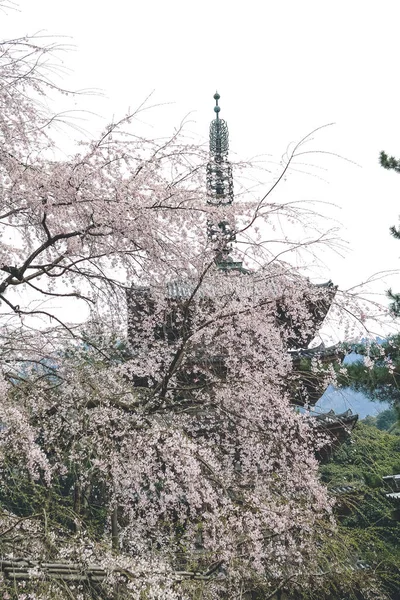 2012年4月10日在京都Daigo Ji寺庙里的樱花 — 图库照片