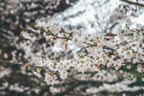 醍醐寺の京都の桜 — ストック写真
