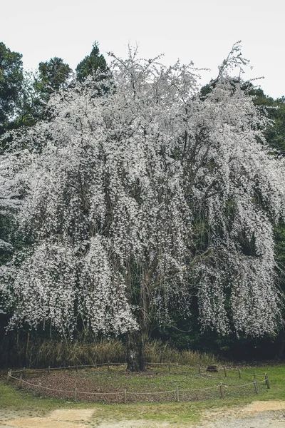 Třešňové Květy Kjótu Chrámech Daigo — Stock fotografie