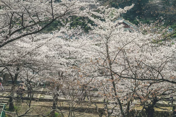 Japonya Kyoto Daki Keage Incline Sitesinde Kiraz Çiçekleri — Stok fotoğraf