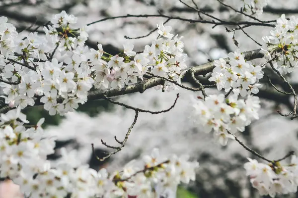 京都の蹴上インクラインの桜 — ストック写真