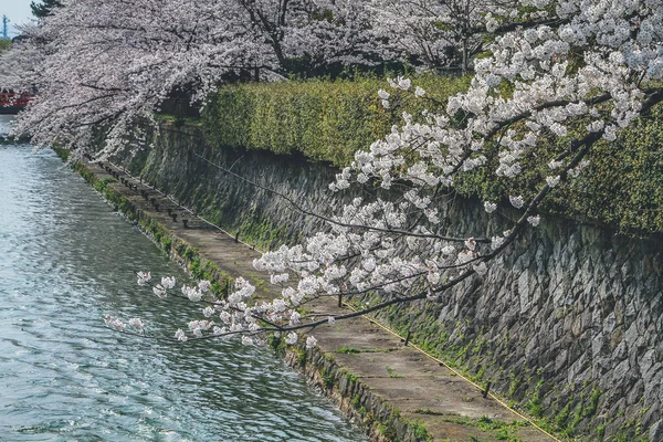 10 Nisan 2012 Heian Jingus Torii ve Okazaki Kanalı baharı