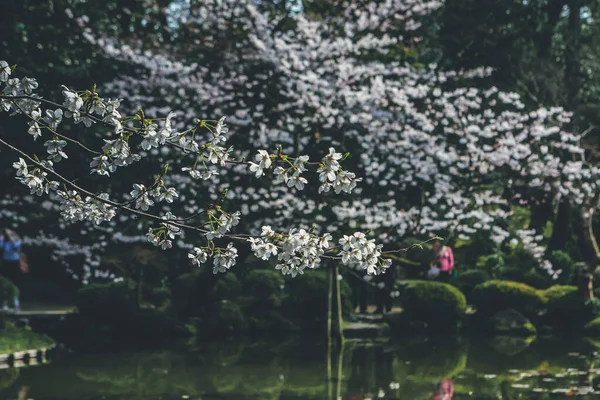 平安神宮庭園 — ストック写真